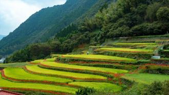 Bansho Tanada(Rice Terraces) and Lycoris Flowers