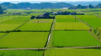 稲刈り前の条里跡