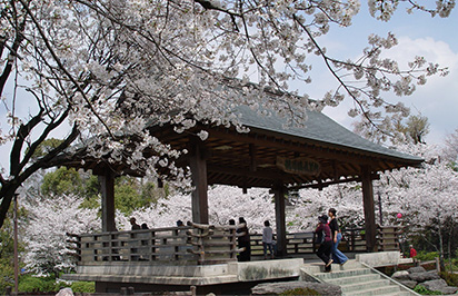 菊池公園の桜