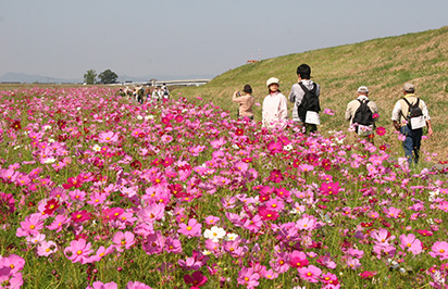 Shichijo's Cosmos Flowers